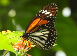 Plancia ëd Danaus (Anosia) melanippus Cramer 1777