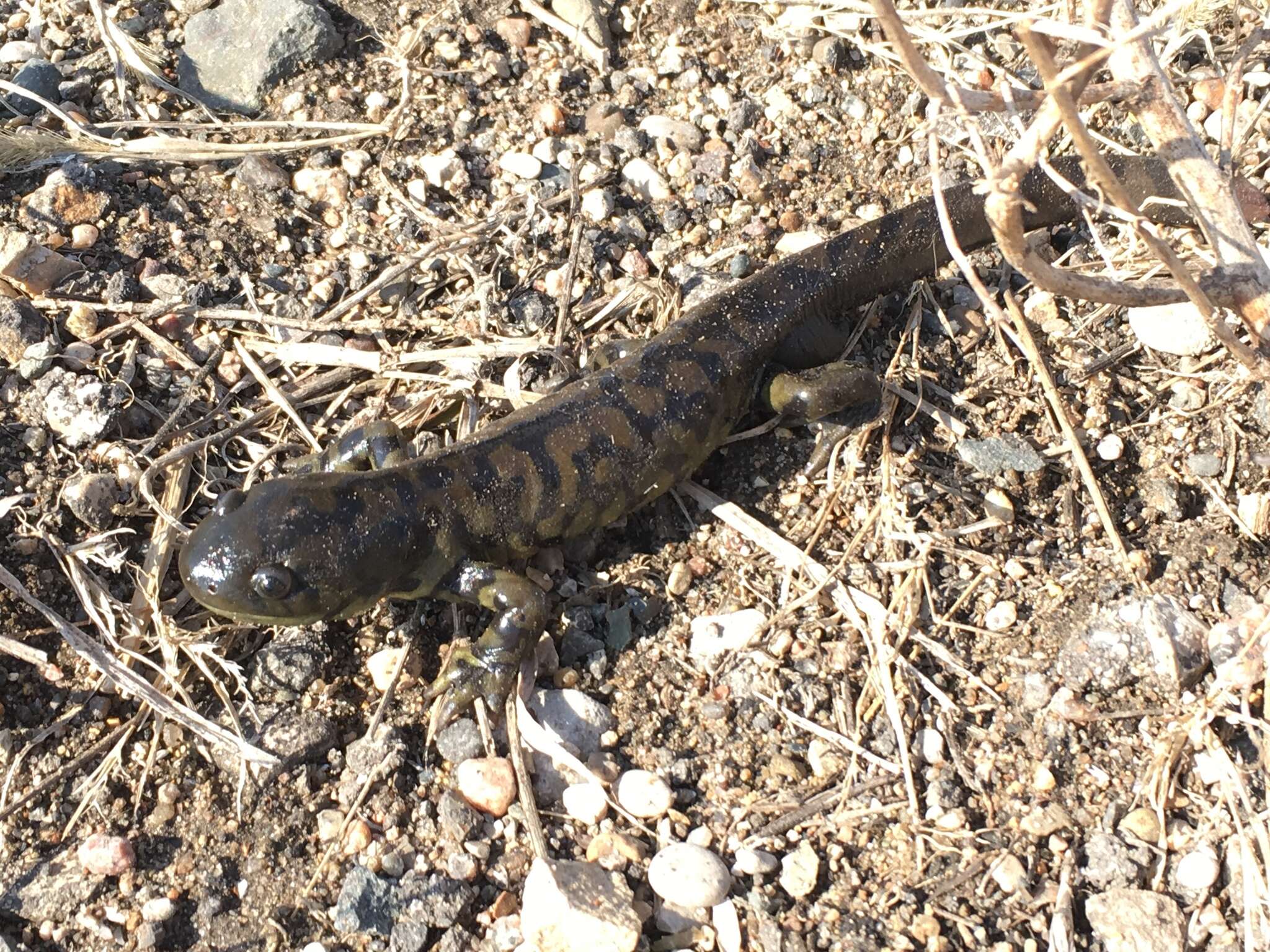 Plancia ëd Ambystoma mavortium Baird 1850