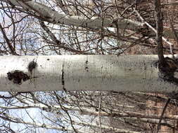 Image of quaking aspen