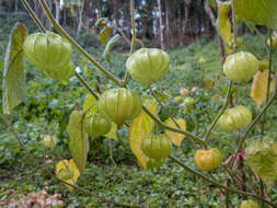 Image of Mexican groundcherry