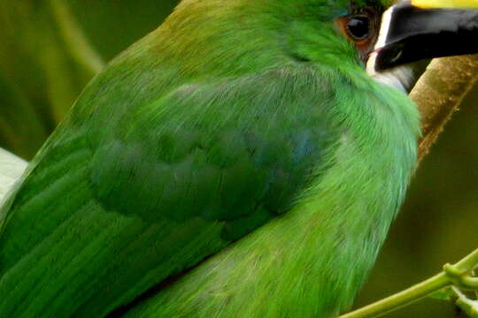 Image of Greyish-throated Toucanet