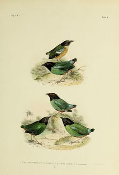 Image of Hooded Pitta