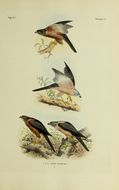 صورة Accipiter hiogaster (Müller & S 1841)