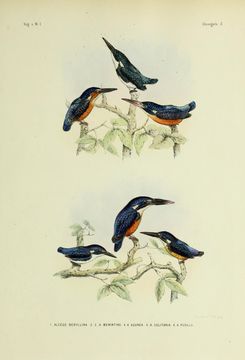 Image of Cerulean Kingfisher