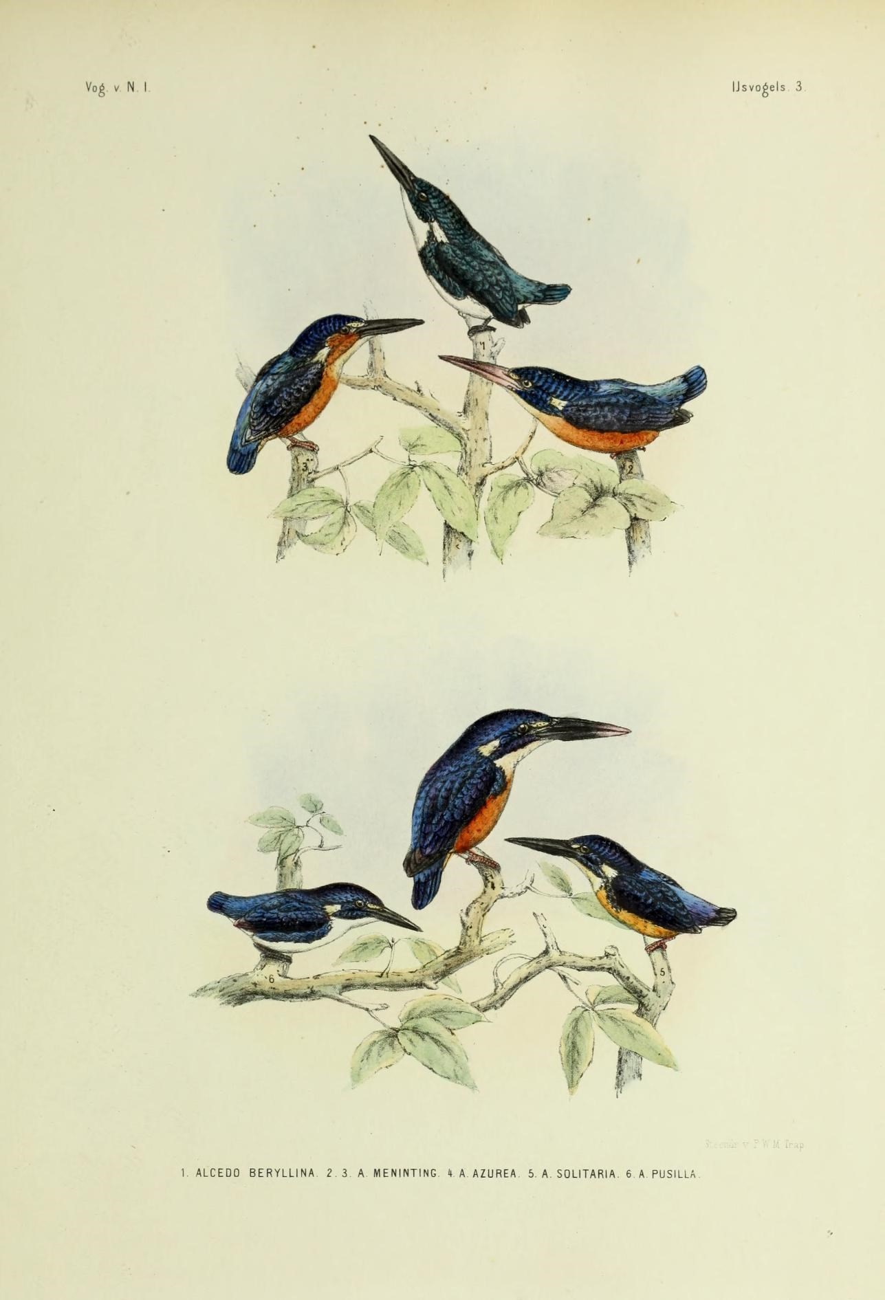 Image of Cerulean Kingfisher