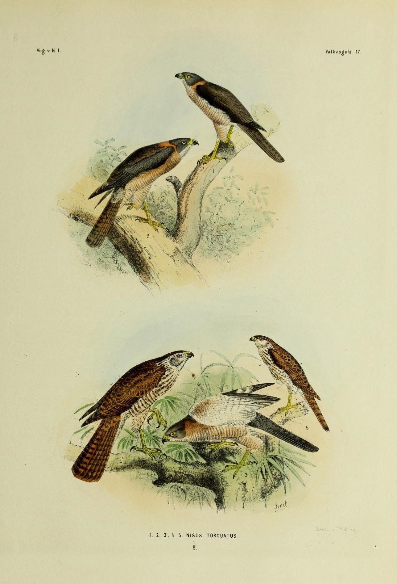 صورة Accipiter hiogaster (Müller & S 1841)