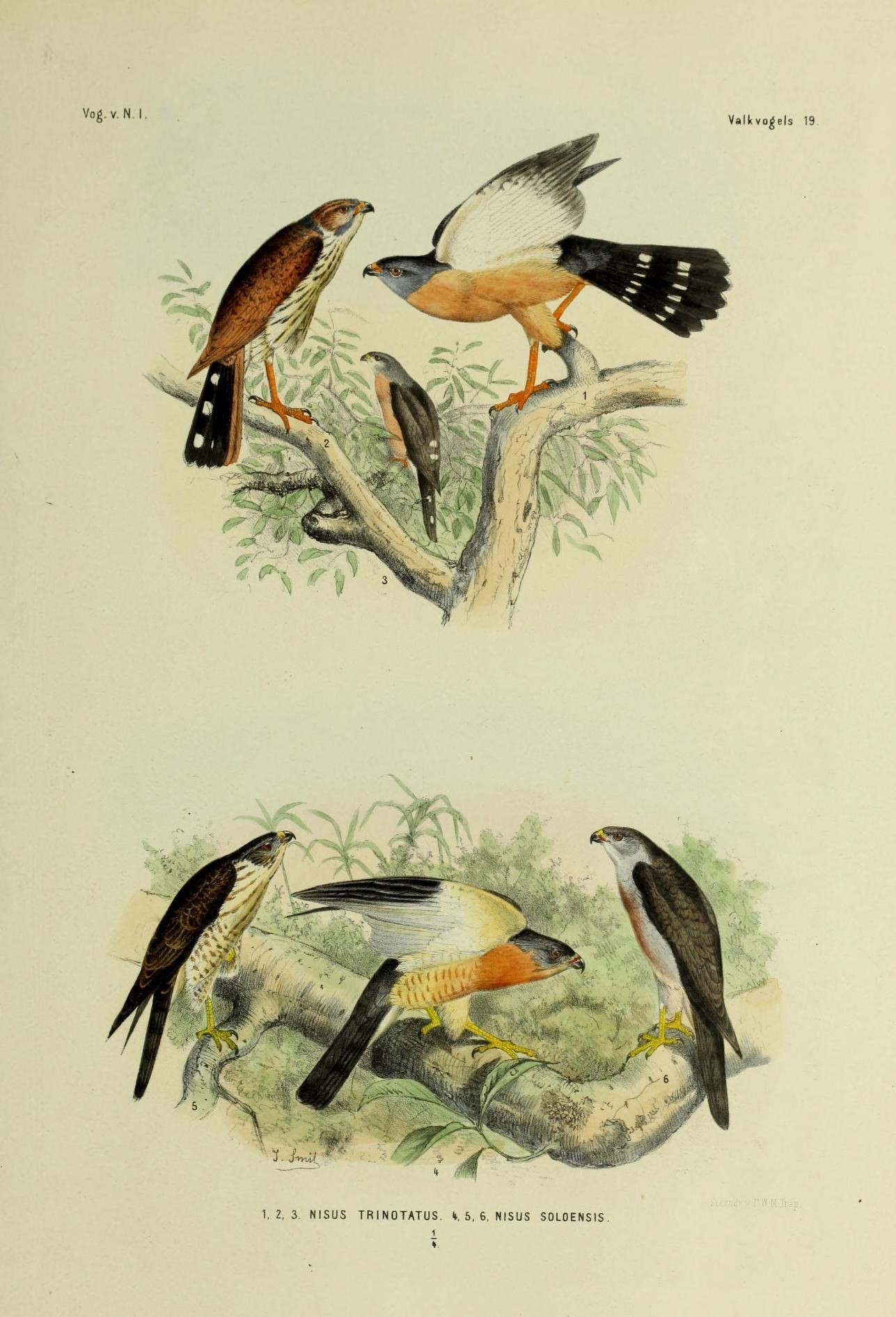 Imagem de Accipiter trinotatus Bonaparte 1850