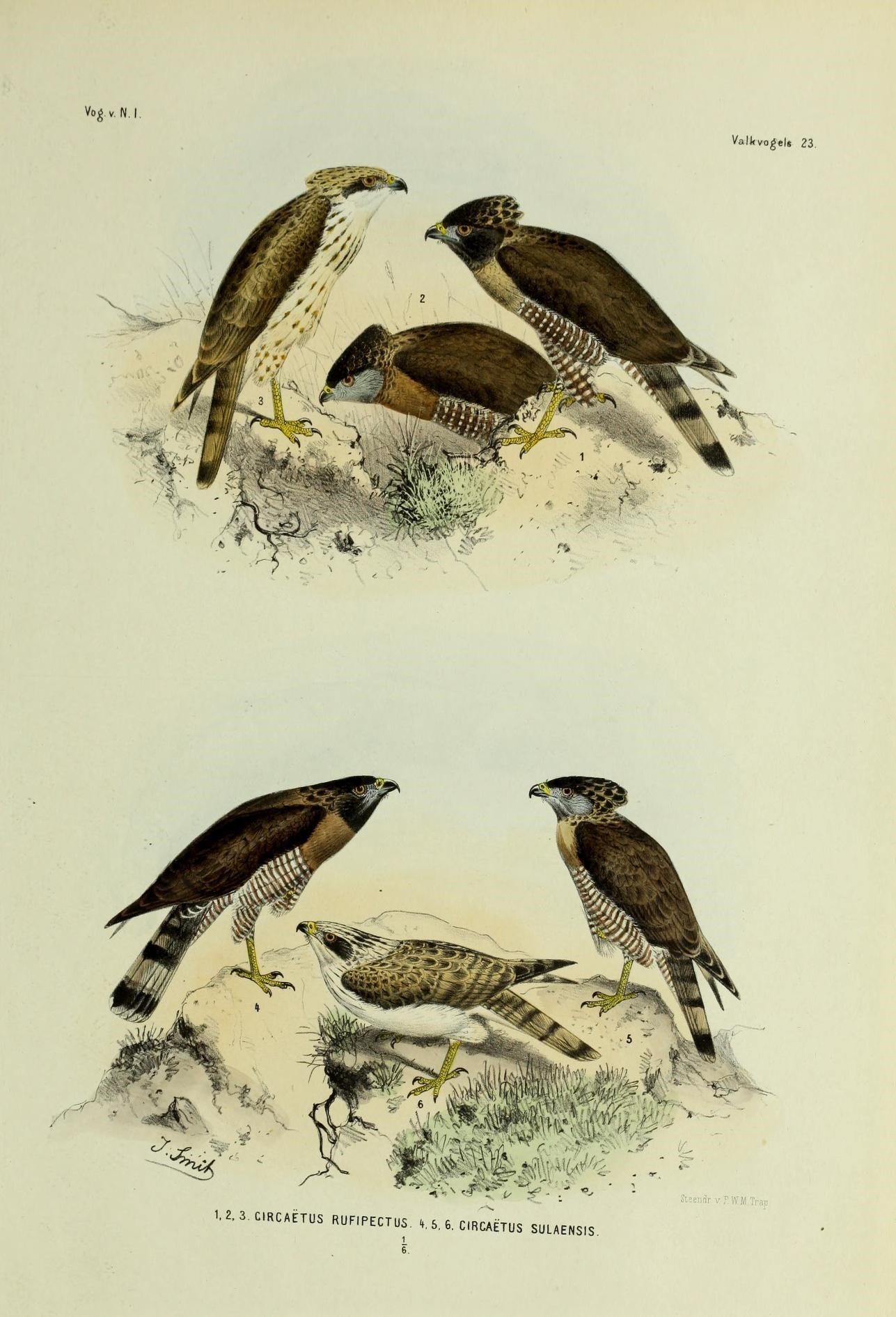 Imagem de Spilornis rufipectus Gould 1858