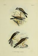 Plancia ëd Aviceda subcristata (Gould 1838)