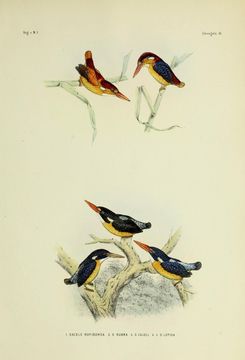 Image of Moluccan Dwarf Kingfisher