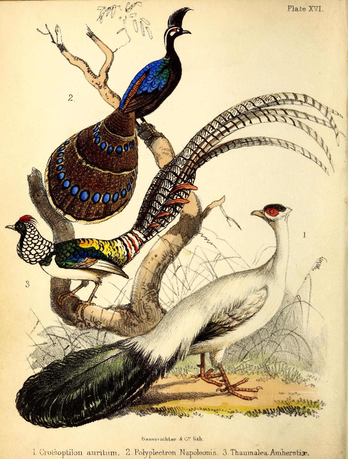 Image of Napoleon's Peacock-pheasant