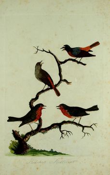 Image of Common Redstart