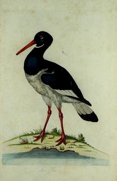 Image of oystercatcher, eurasian oystercatcher