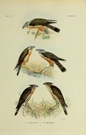 Plancia ëd Aviceda subcristata (Gould 1838)