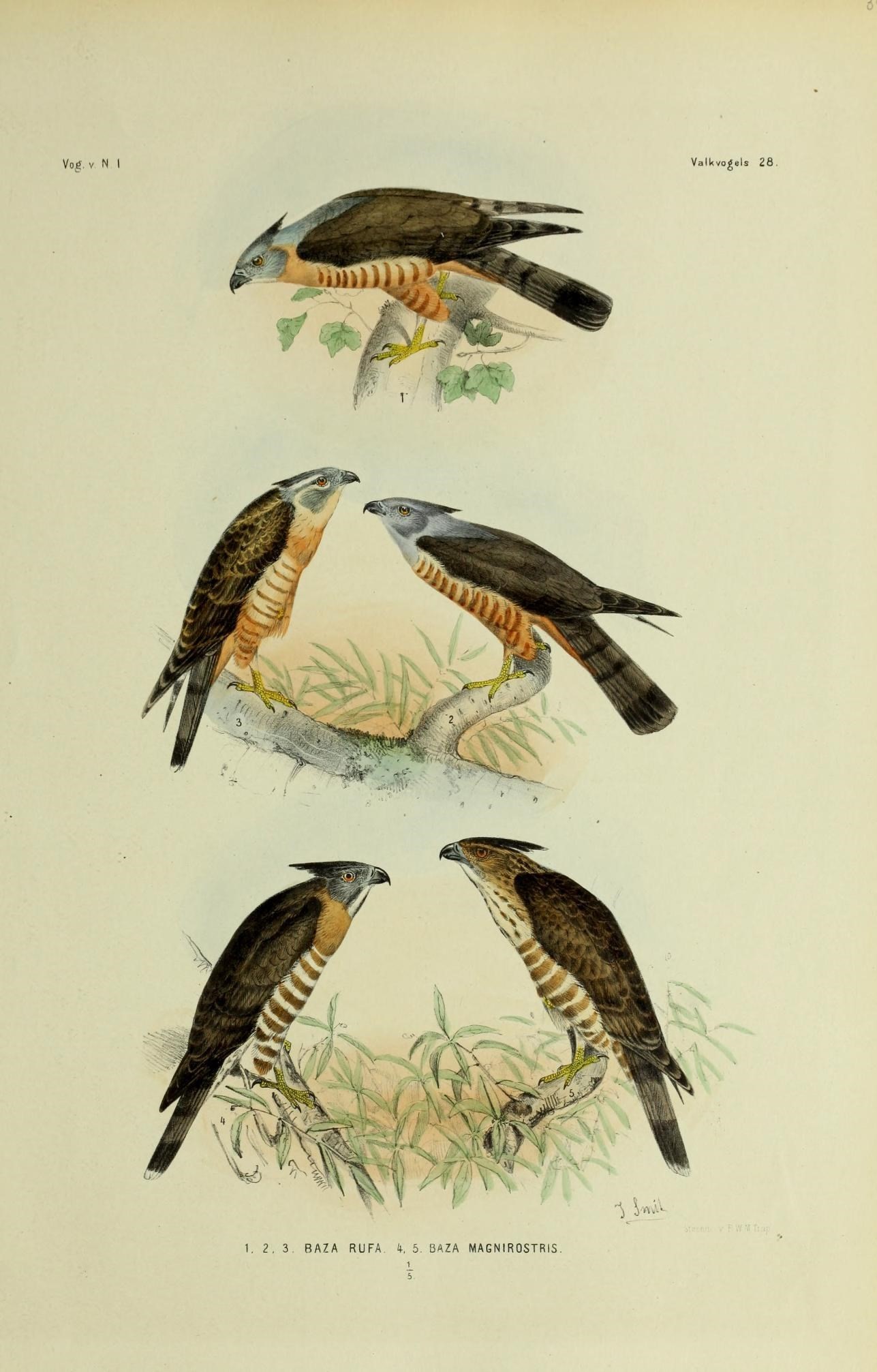 Plancia ëd Aviceda subcristata (Gould 1838)