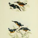 Image of Blue-banded Kingfisher