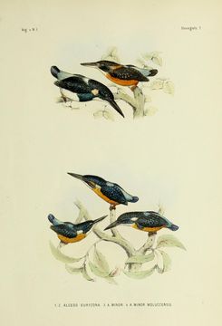 Image of Blue-banded Kingfisher