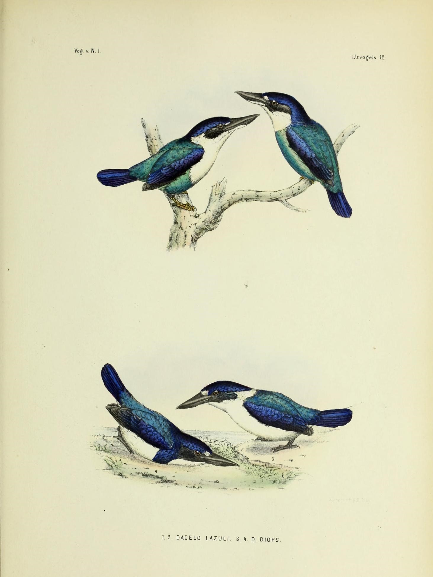 Image of Lazuli Kingfisher