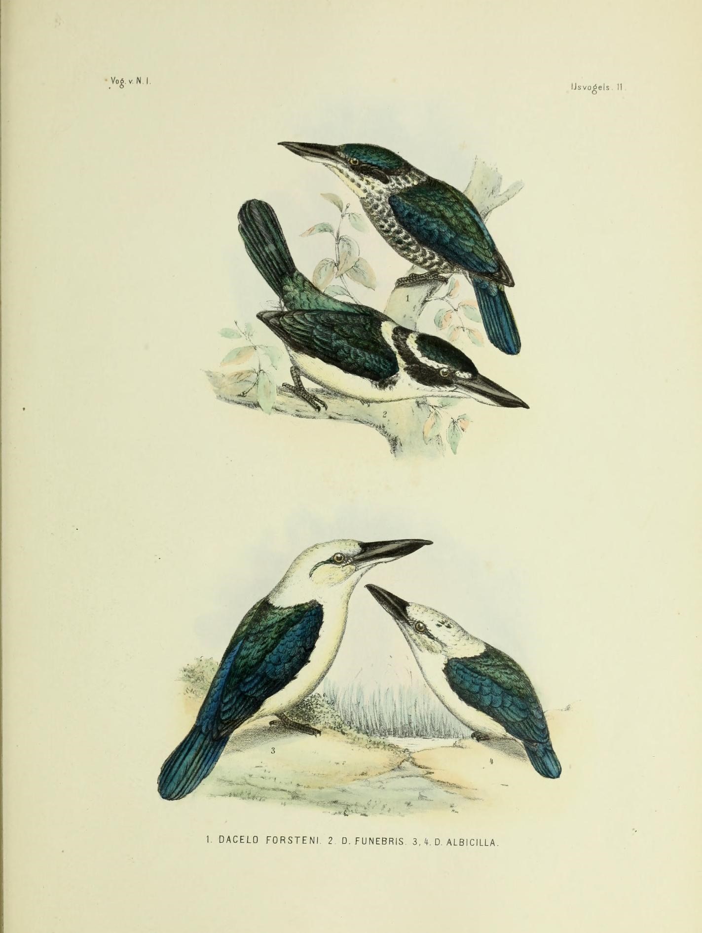 Image of Collared Kingfisher