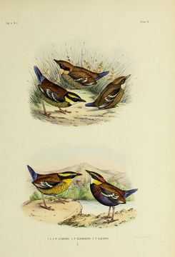 Image of Elegant Pitta