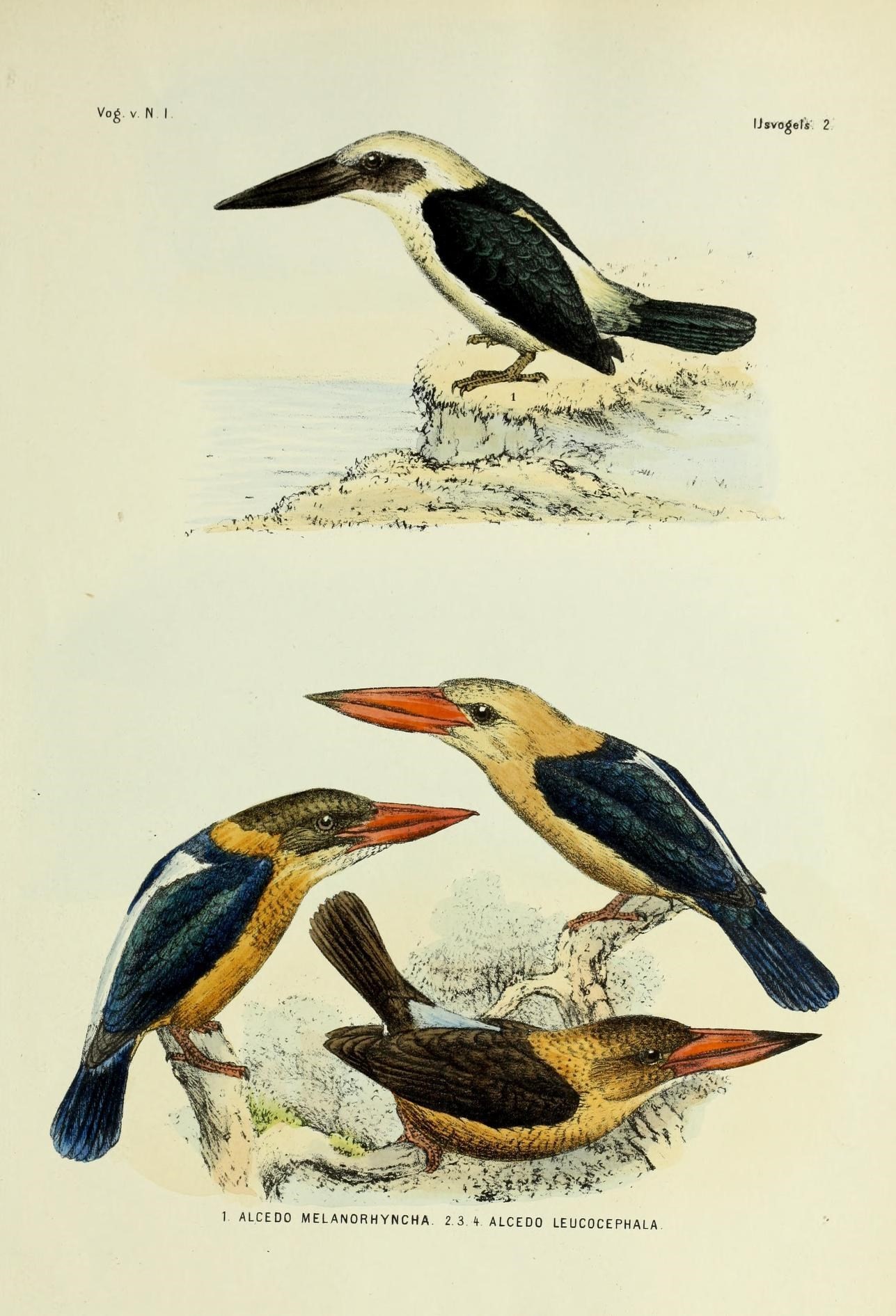 Image of Black-billed Kingfisher