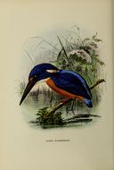 Image of Shining-blue Kingfisher