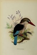 Image of Brown-headed Kingfisher