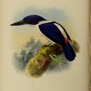 Image of Ultramarine Kingfisher