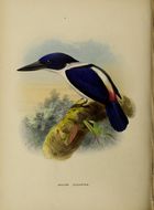 Image of Ultramarine Kingfisher