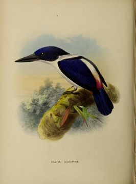 صورة Todiramphus leucopygius (Verreaux & J 1858)