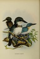 Image of Society Kingfisher