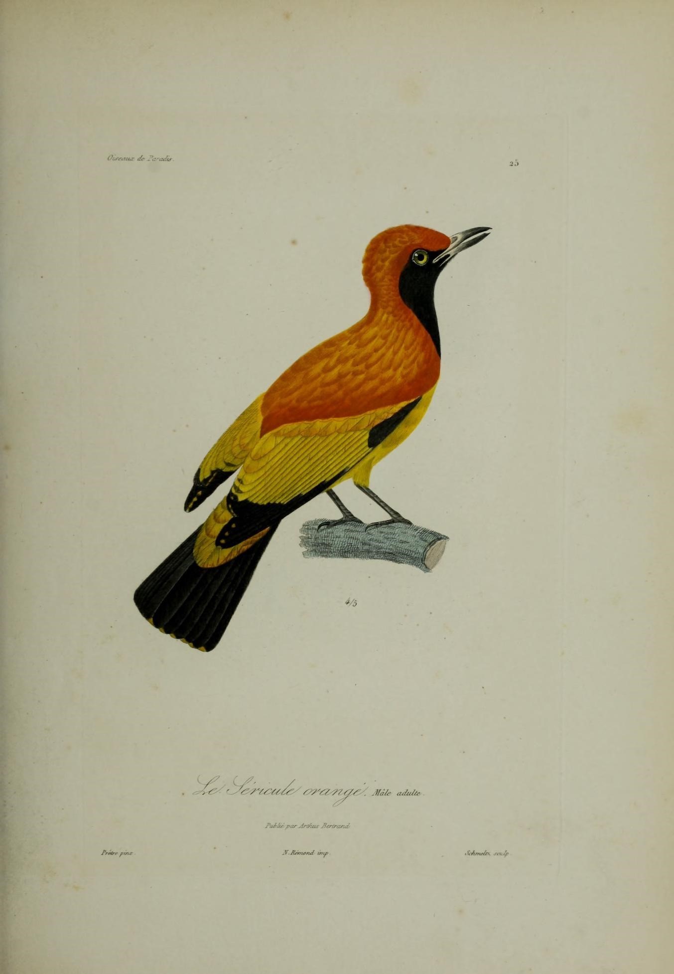 Image of Masked Bowerbird