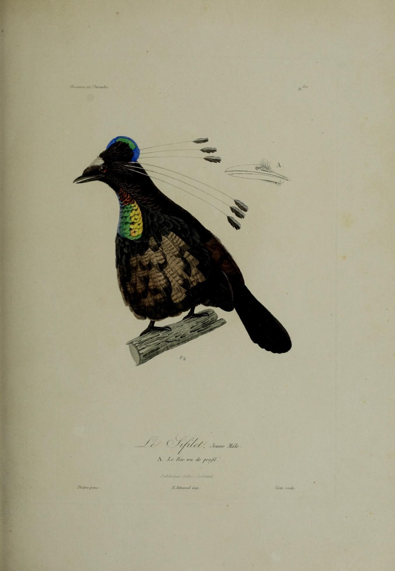 Image of Parotia Vieillot 1816