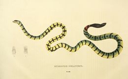Слика од Hydrophis spiralis (Shaw 1802)