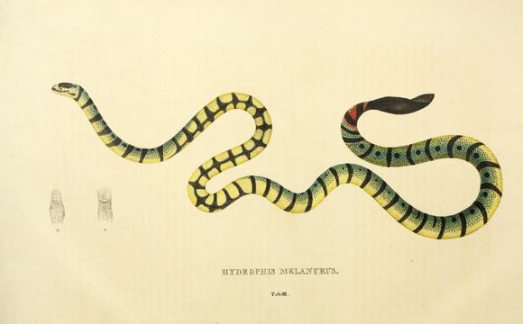 Imagem de Hydrophis spiralis (Shaw 1802)