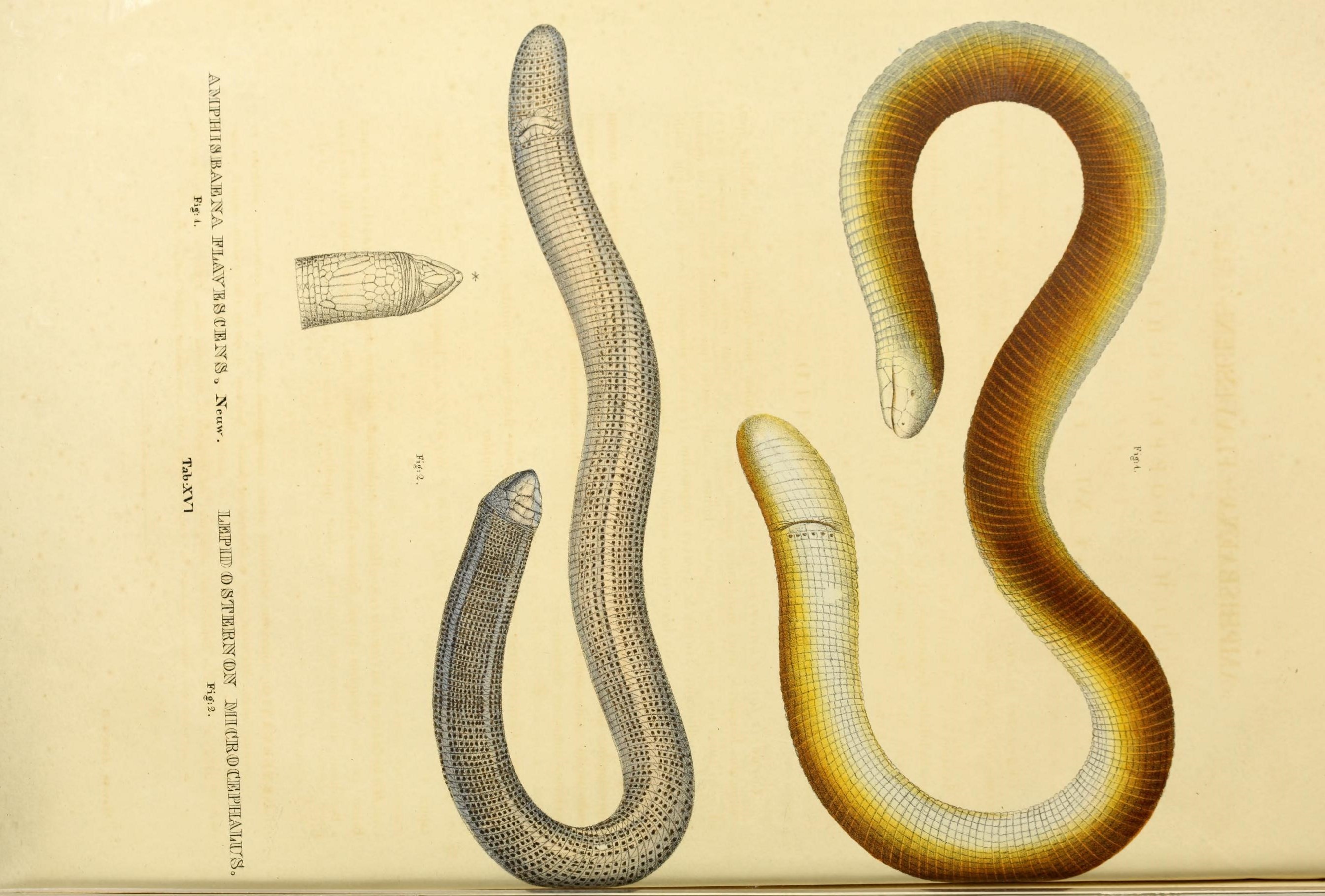 Amphisbaena alba Linnaeus 1758 resmi