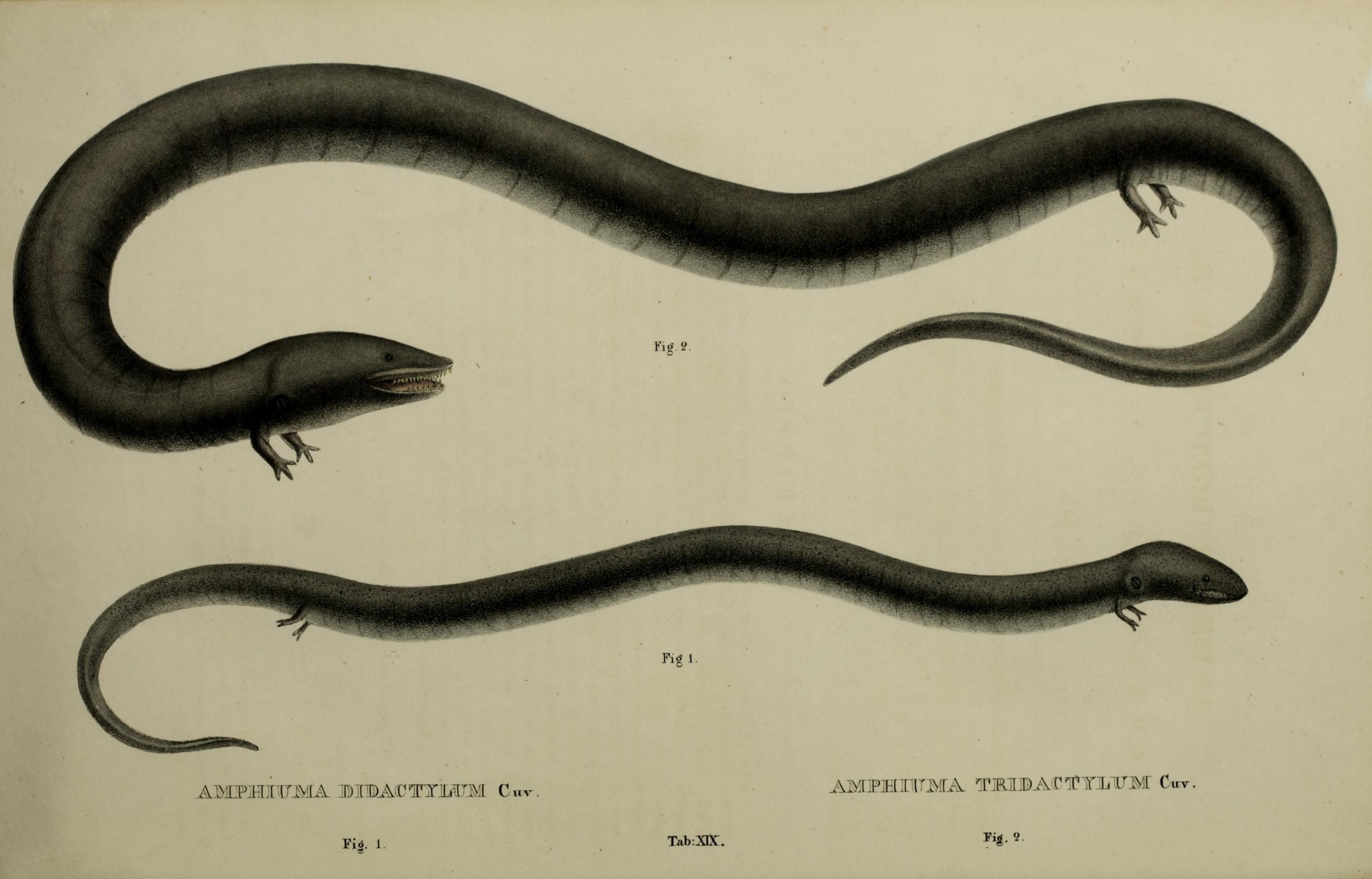 Image of Three-toed Amphiuma