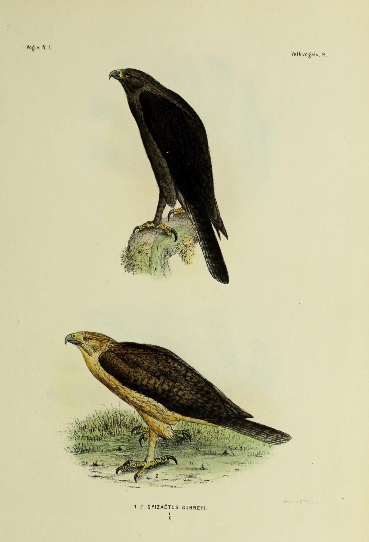 Image of Gurney's Eagle