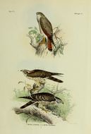 Butastur liventer (Temminck 1827) resmi