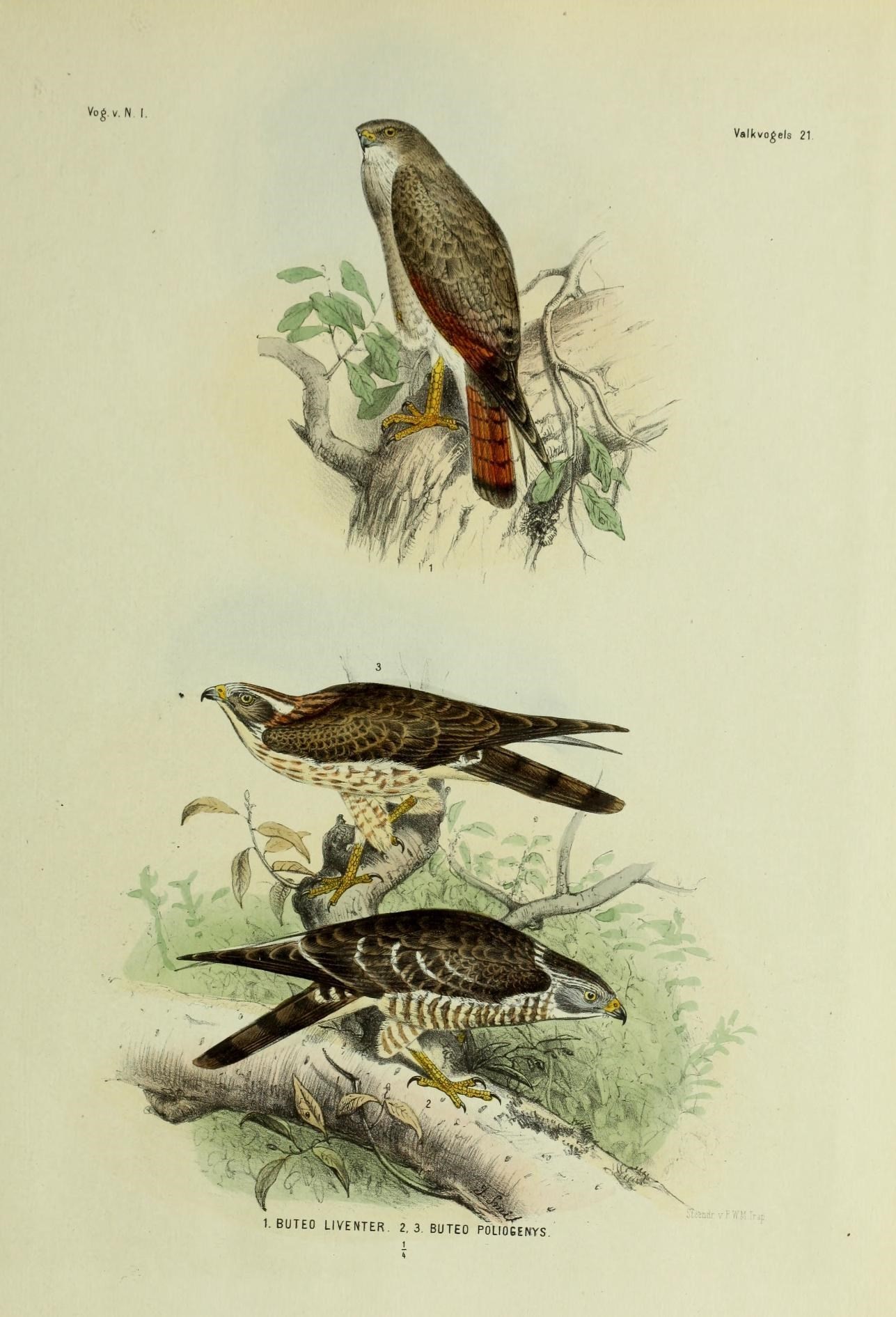 Image of Rufous-winged Buzzard