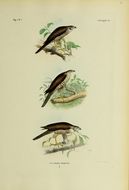 صورة Accipiter hiogaster (Müller & S 1841)