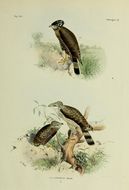 Image of Crested Serpent Eagle