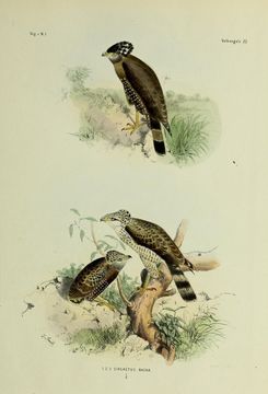 Imagem de Spilornis cheela (Latham 1790)