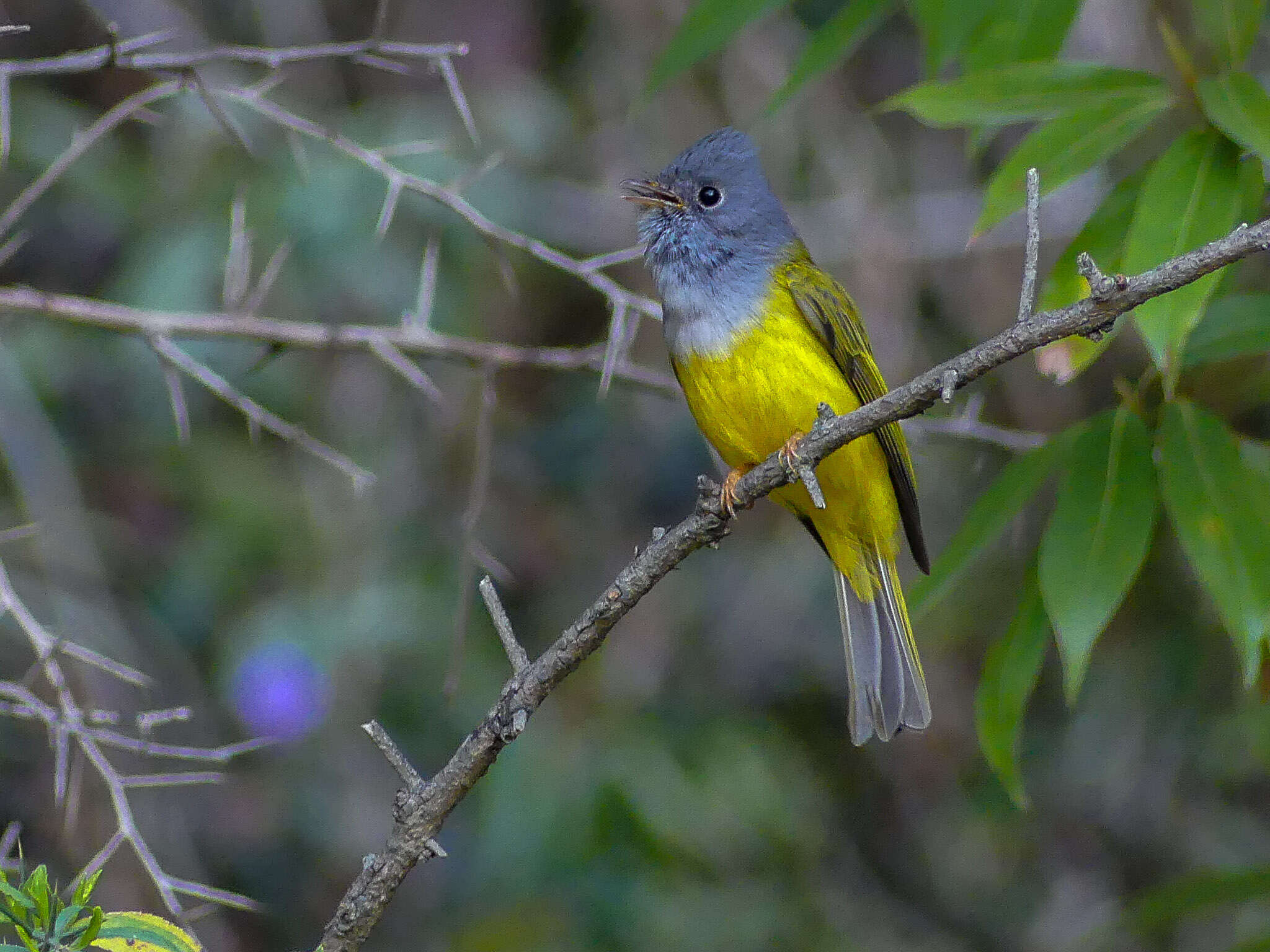 Image of Canary-flycatcher