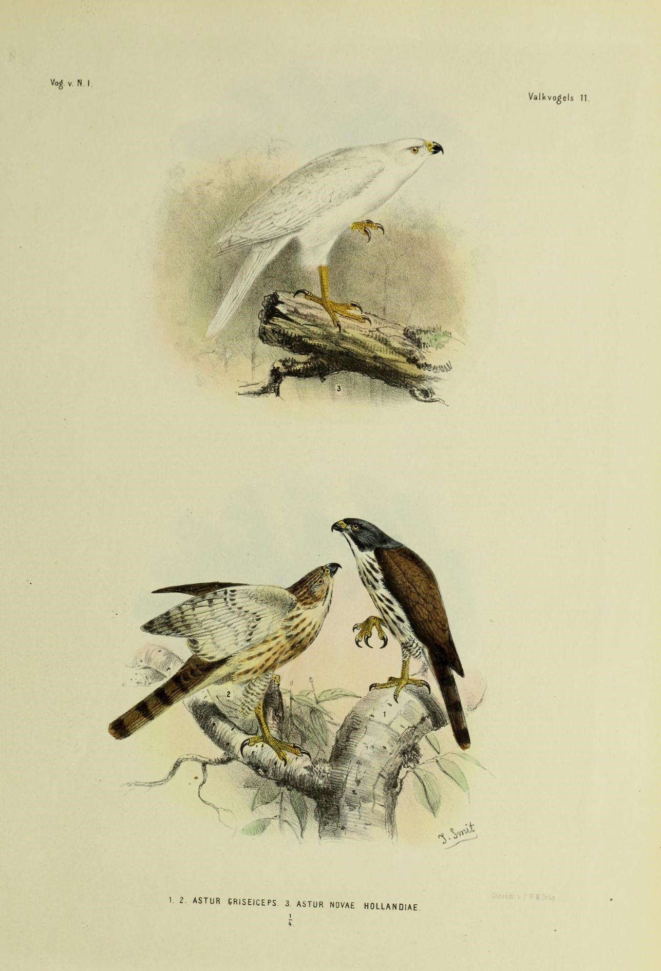 Imagem de Accipiter griseiceps (Kaup 1848)