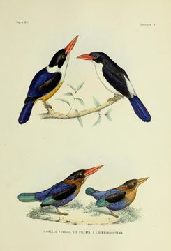 Image of Caridonax Cabanis & Heine 1860