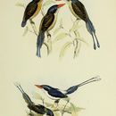 صورة Tanysiptera hydrocharis Gray & GR 1858