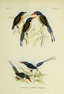Tanysiptera hydrocharis Gray & GR 1858 resmi