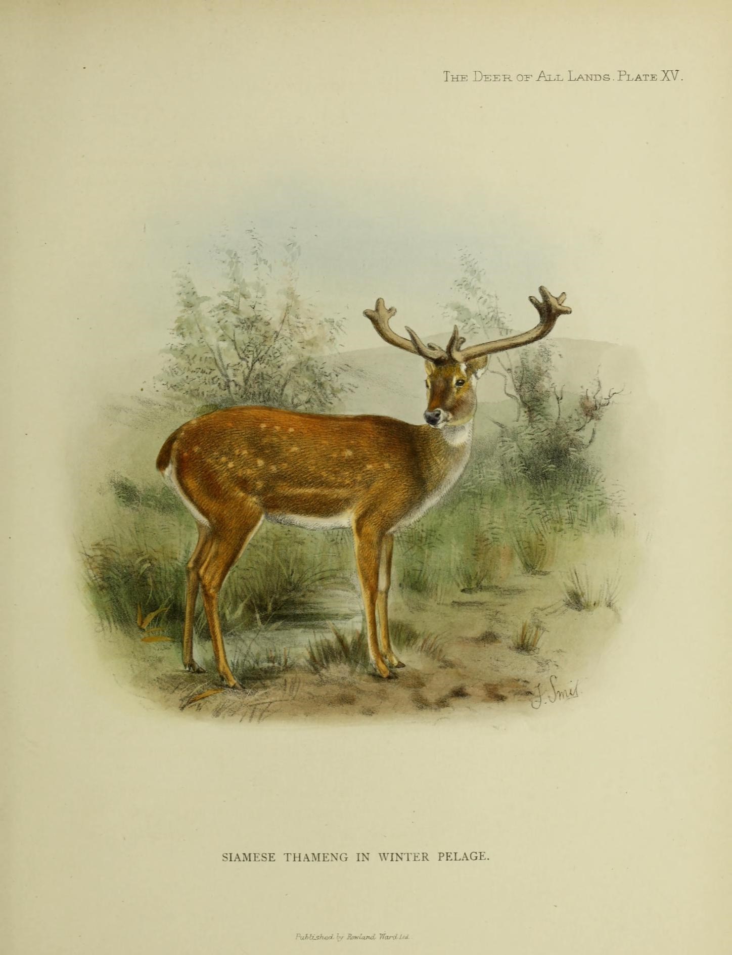 Image of Rucervus eldi siamensis