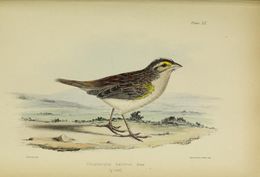 Image of Grasshopper Sparrow